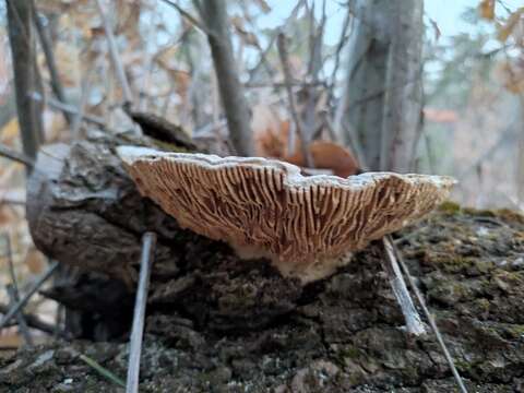 Image of Cellulariella warnieri (Durieu & Mont.) Zmitr. & Malysheva 2014