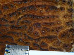 Image of Tube Coral