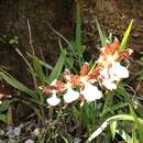 Imagem de Miltonia cuneata Lindl.