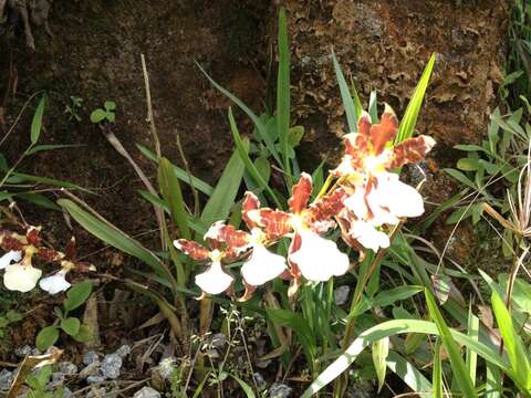 Image of Wedge-shaped Miltonia