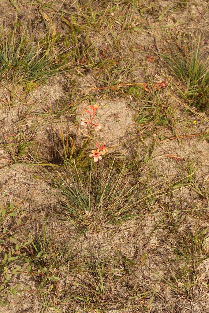 صورة Watsonia stenosiphon L. Bolus