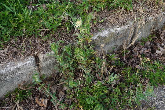 Imagem de Vicia pannonica subsp. pannonica