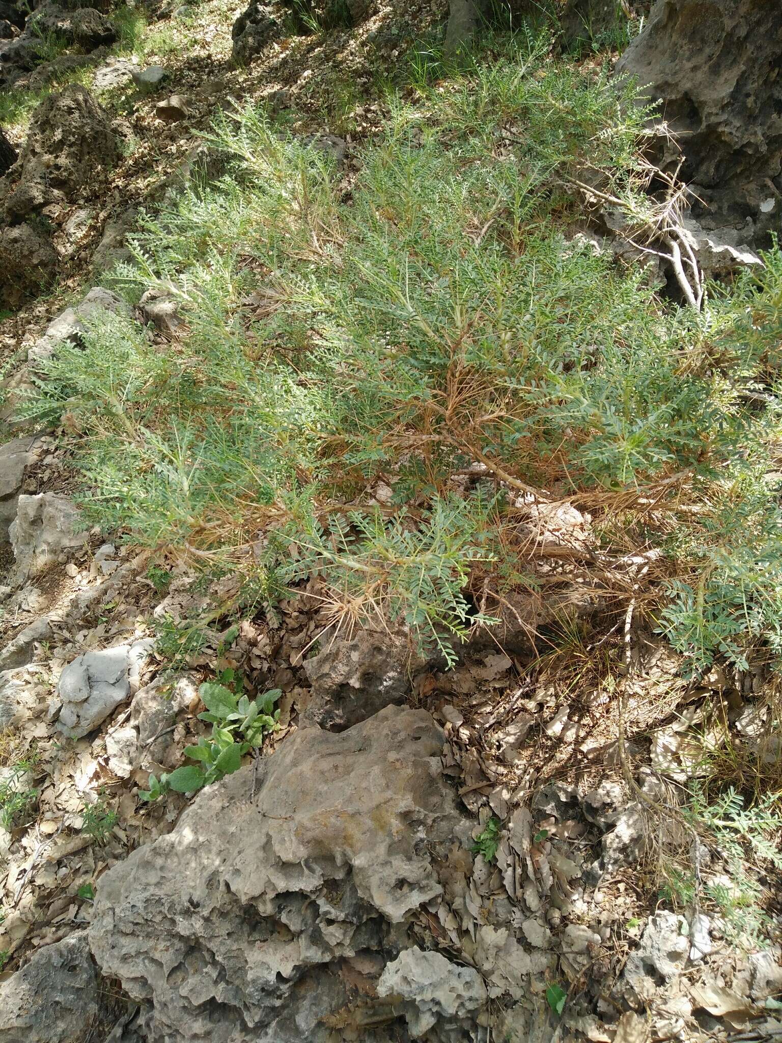 Image of gum tragacanth milkvetch