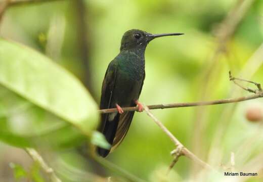 Image of Bronze-tailed Plumeleteer