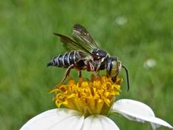 Image of Coelioxys mexicanus Cresson 1878