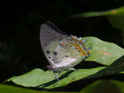 Image of Polyura delphis Doubleday 1843