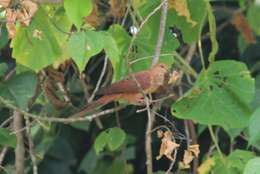 Image of MacKinlay's Cuckoo-Dove