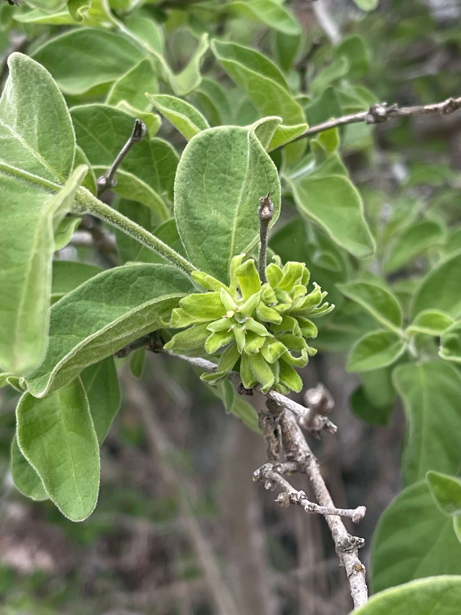 صورة Vangueria macrocalyx Sond.