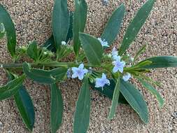 Imagem de Myoporum tetrandrum (Labill.) Domin