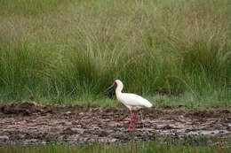 Image of African Spoonbill