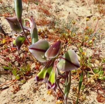 Image of Orchid-flowered Gladiolus