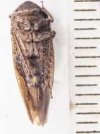 Image of Paraphlepsius (Gamarex) brunneus De Long 1916