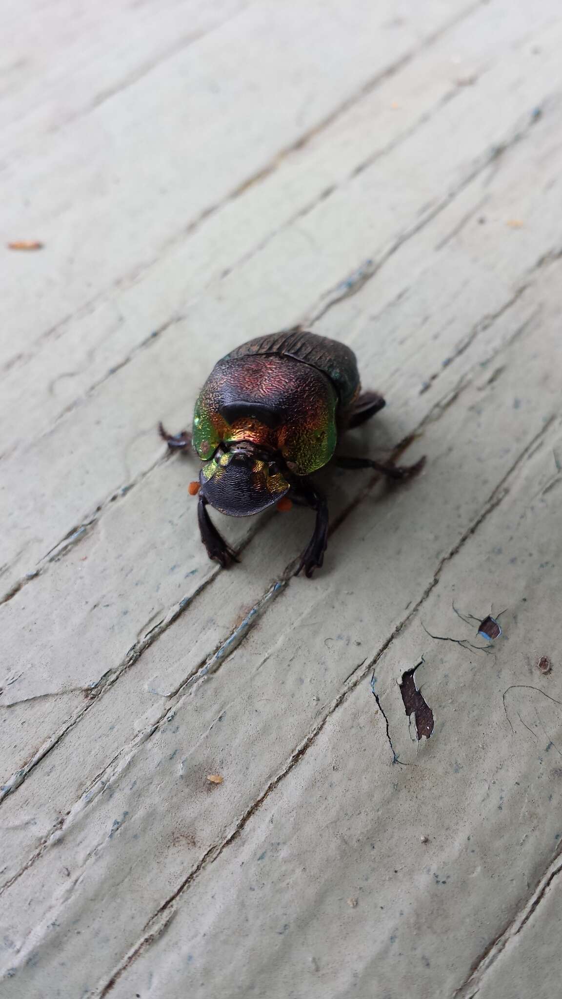 Image of Rainbow Scarab