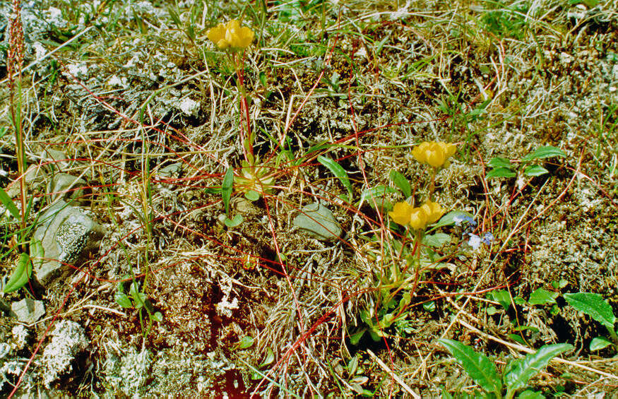 Image of whiplash saxifrage