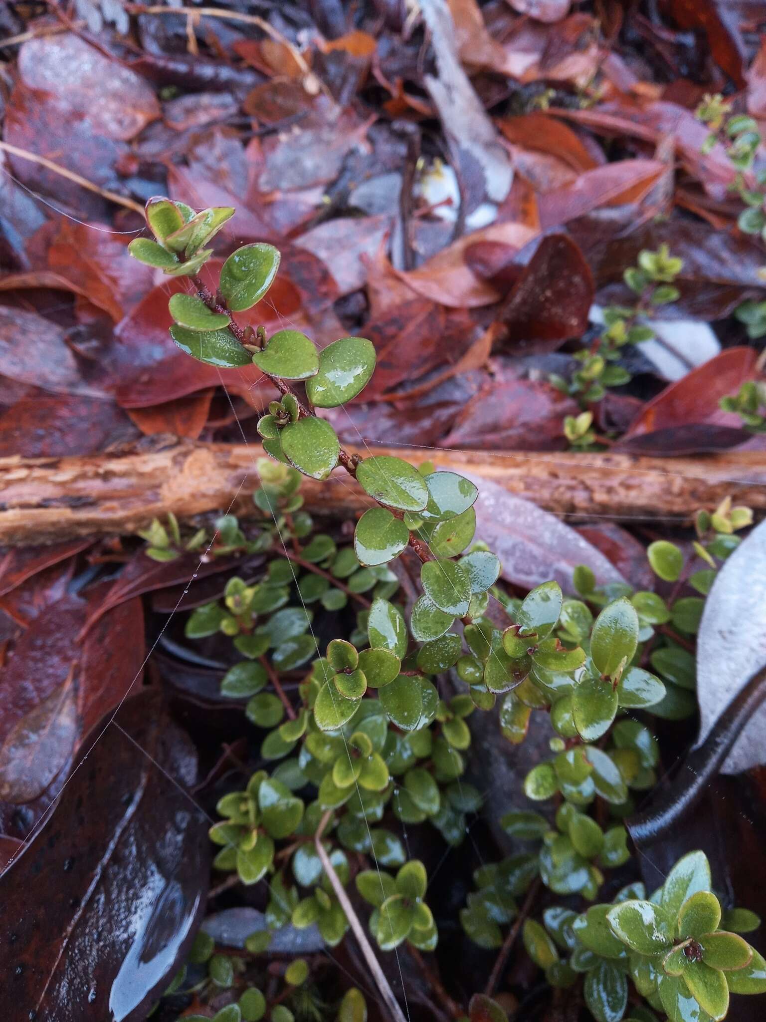 Imagem de Myrteola nummularia (Poir.) O. Berg