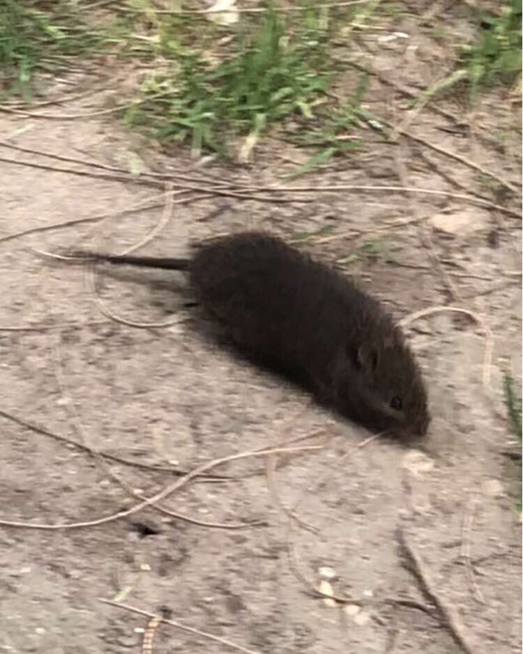 Image of Australian Swamp Rat