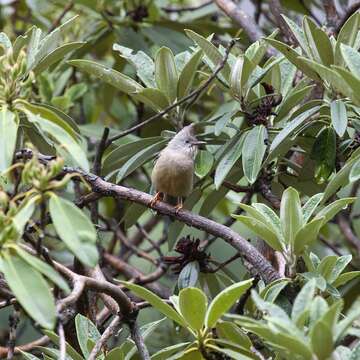 Image of Stripe-throated Yuhina