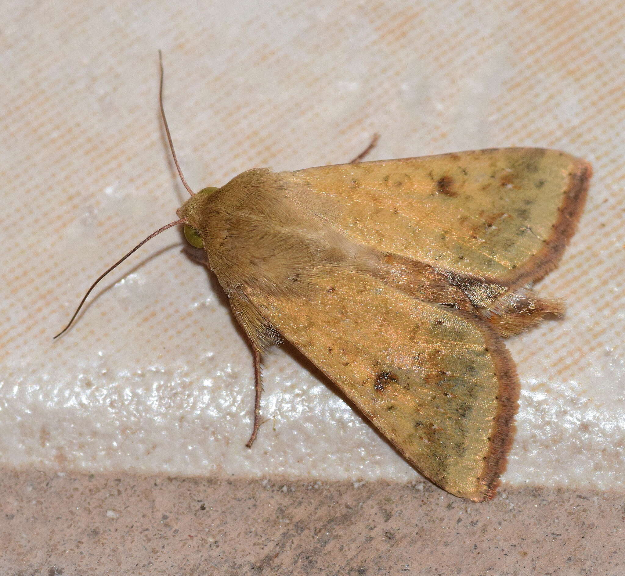 Image of cotton bollworm