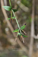 Image of Canscora andrographioides Griff. ex C. B. Cl.