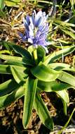 Image de Hyacinthoides lingulata (Poir.) Rothm.