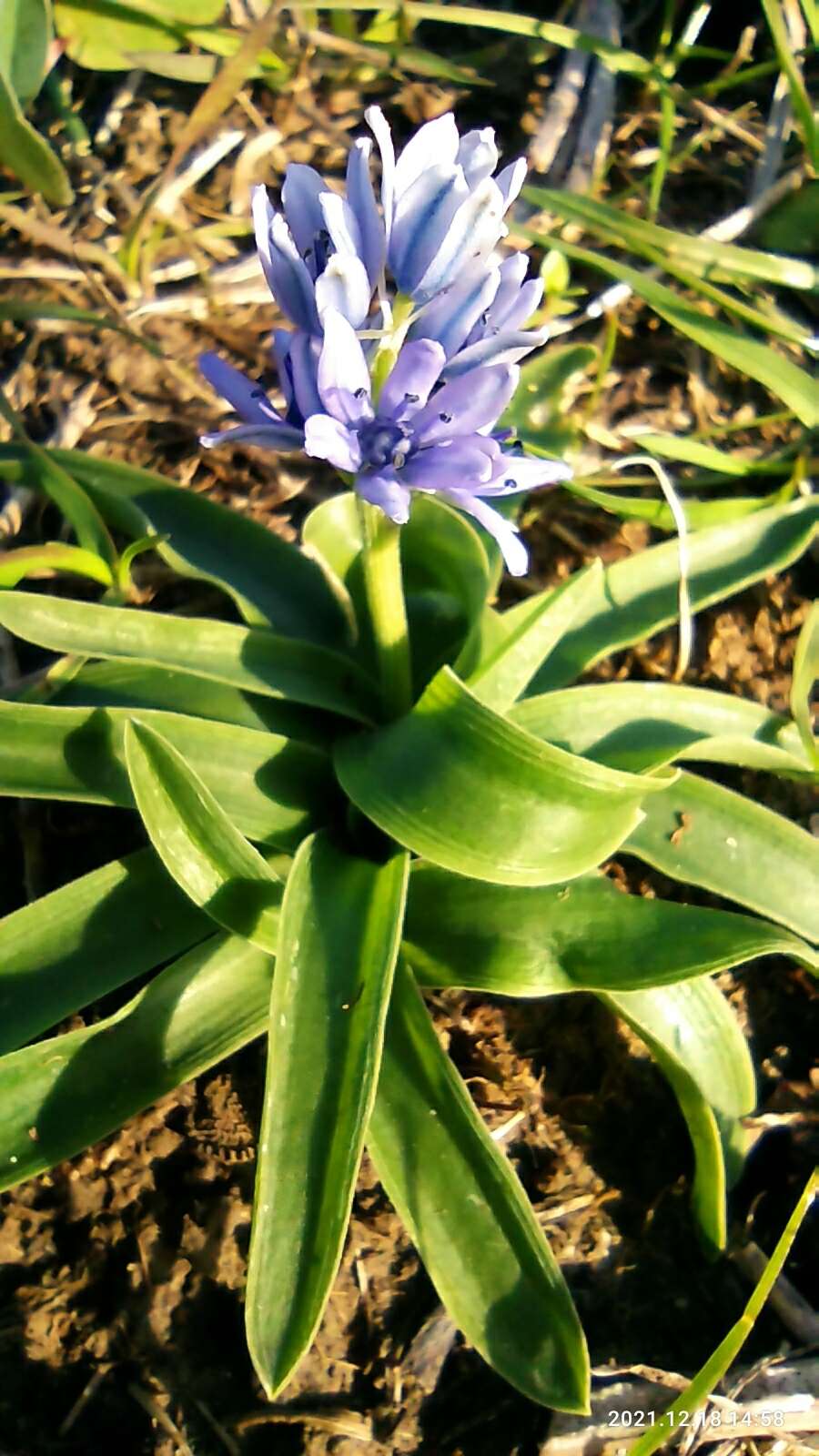 Image de Hyacinthoides lingulata (Poir.) Rothm.