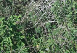 Sivun Achillea ligustica All. kuva