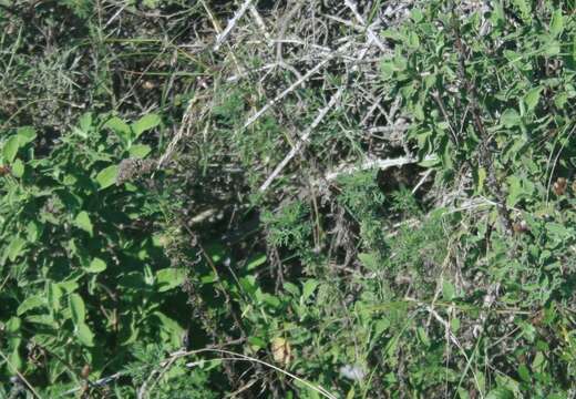 صورة Achillea ligustica All.