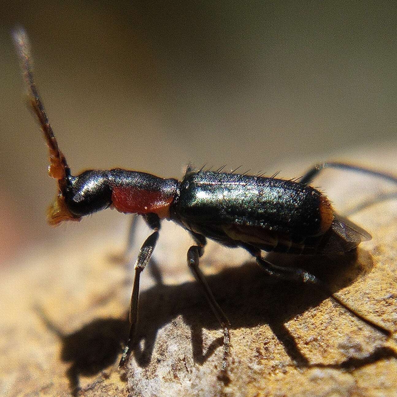 Image of Cyrtosus cyanipennis