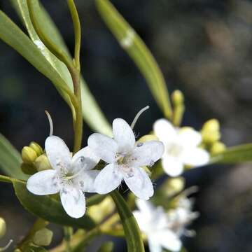 صورة Myoporum platycarpum R. Br.