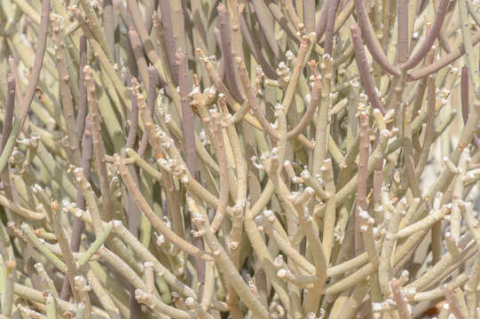 Image of Euphorbia schimperi C. Presl