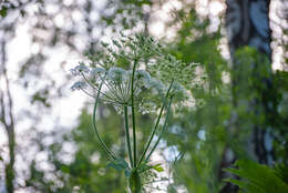 Image of Heracleum dissectum Ledeb.