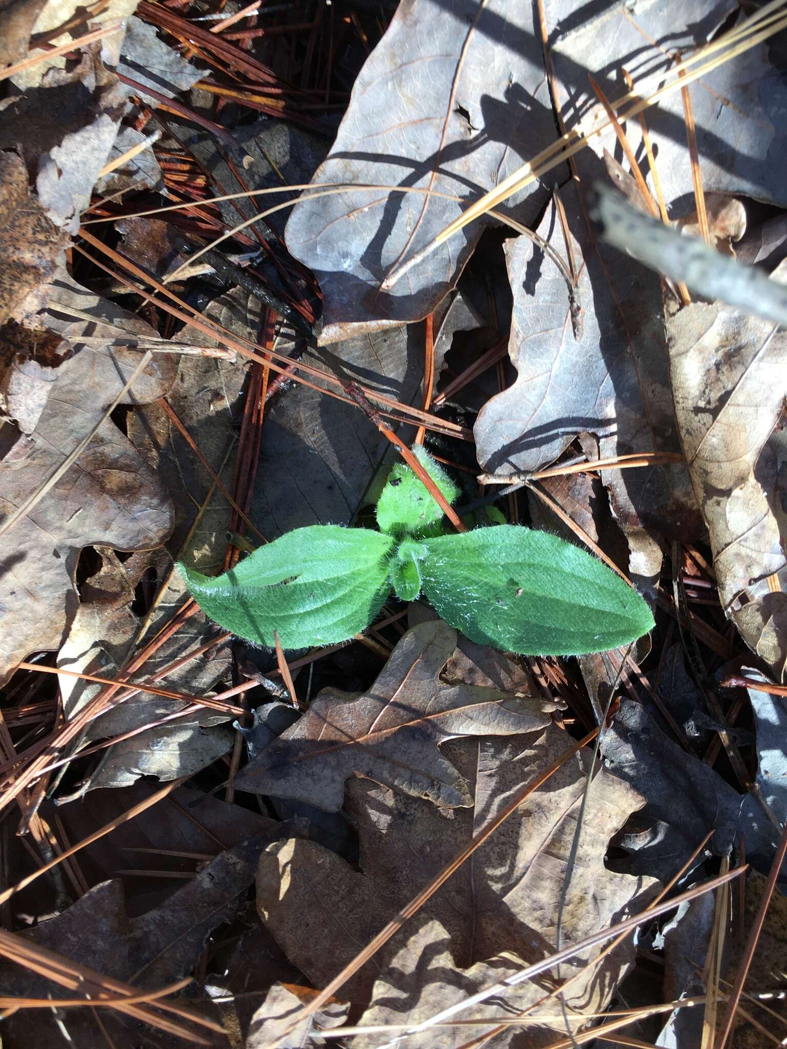 Image of Common Leopardbane