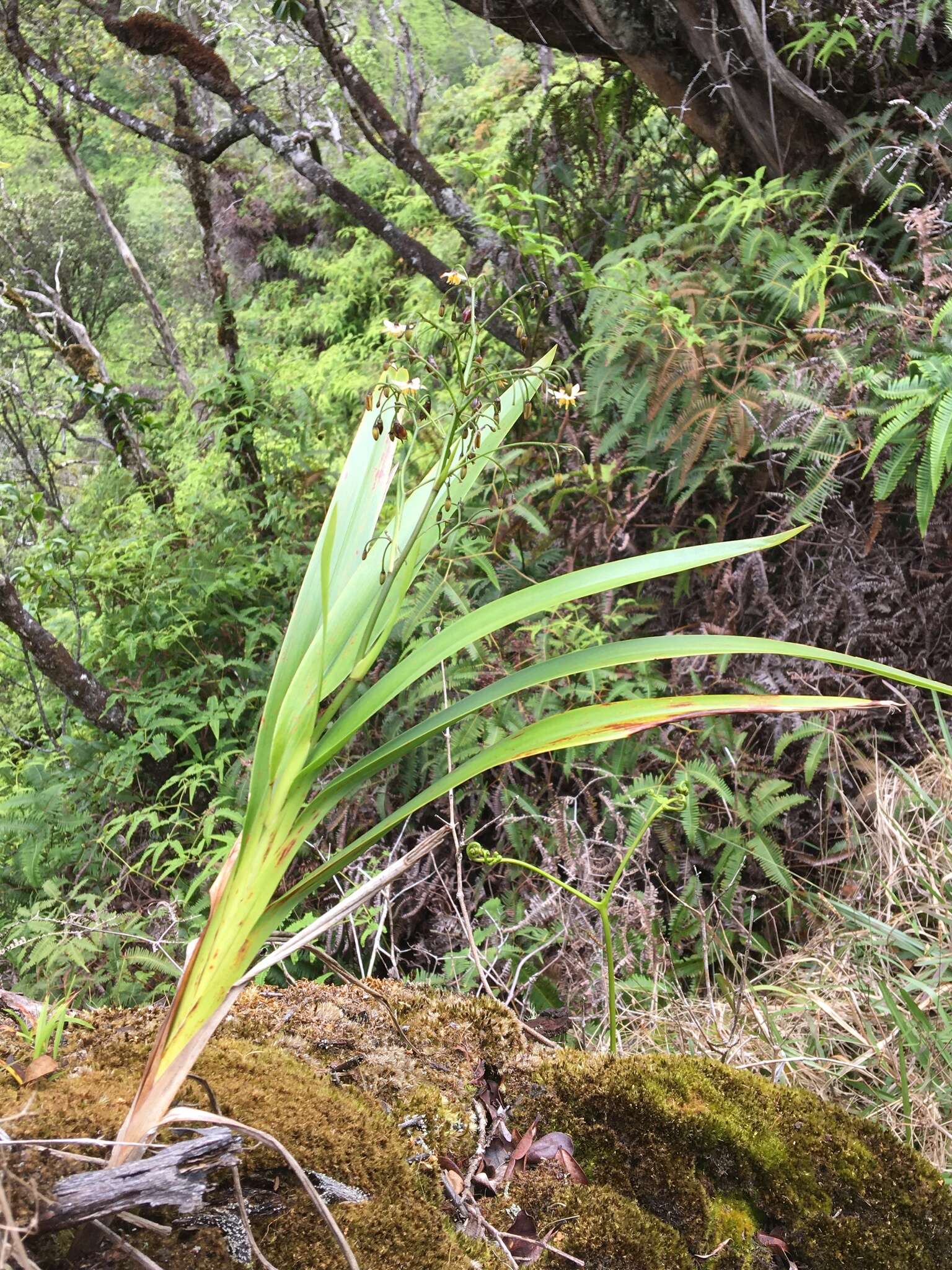 Plancia ëd Dianella sandwicensis Hook. & Arn.