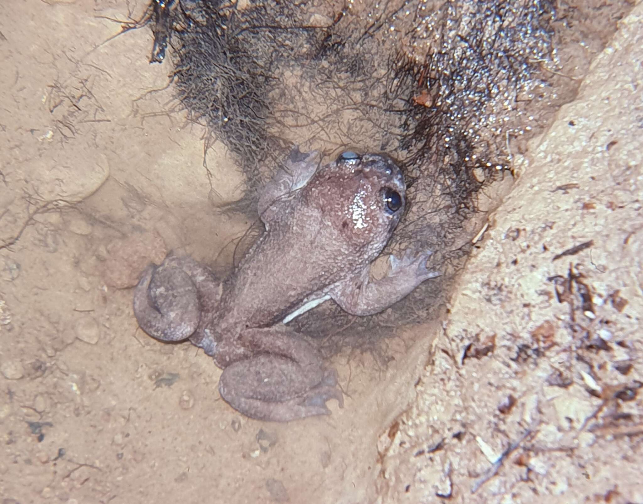 Image of Philippine Flat-headed Frog