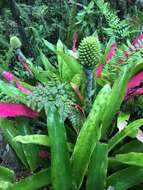 Image of Aechmea pectinata Baker