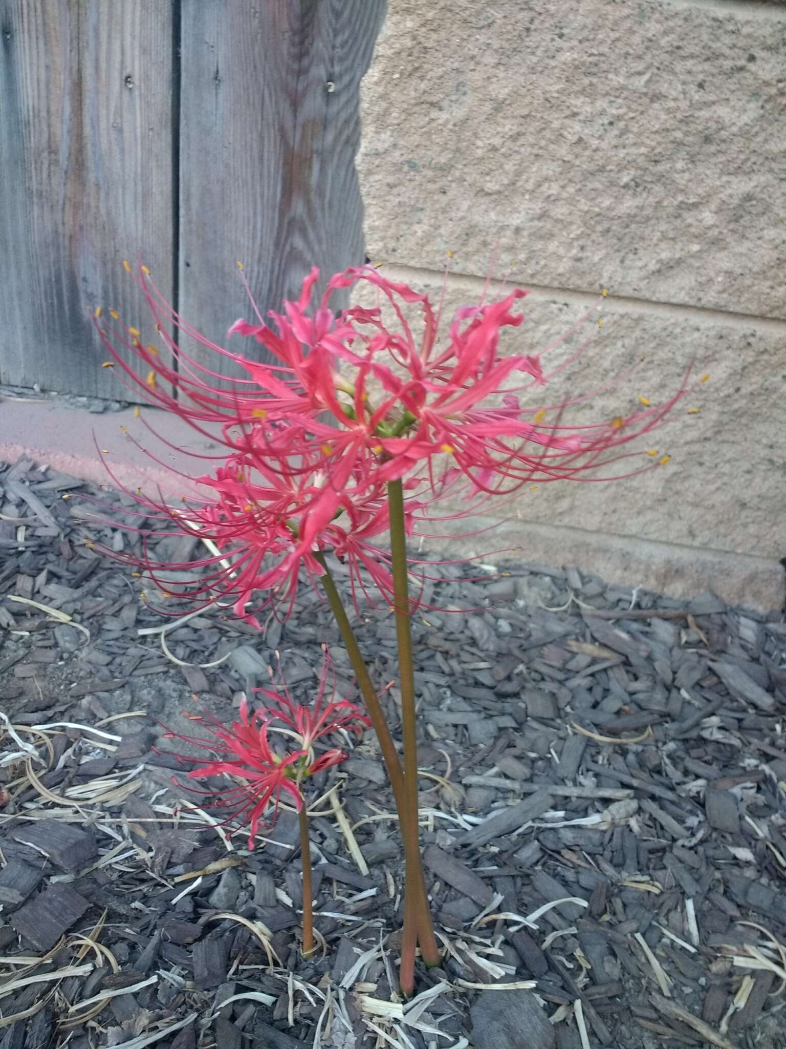 Image of lycoris