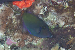 Image of Black-lined filefish