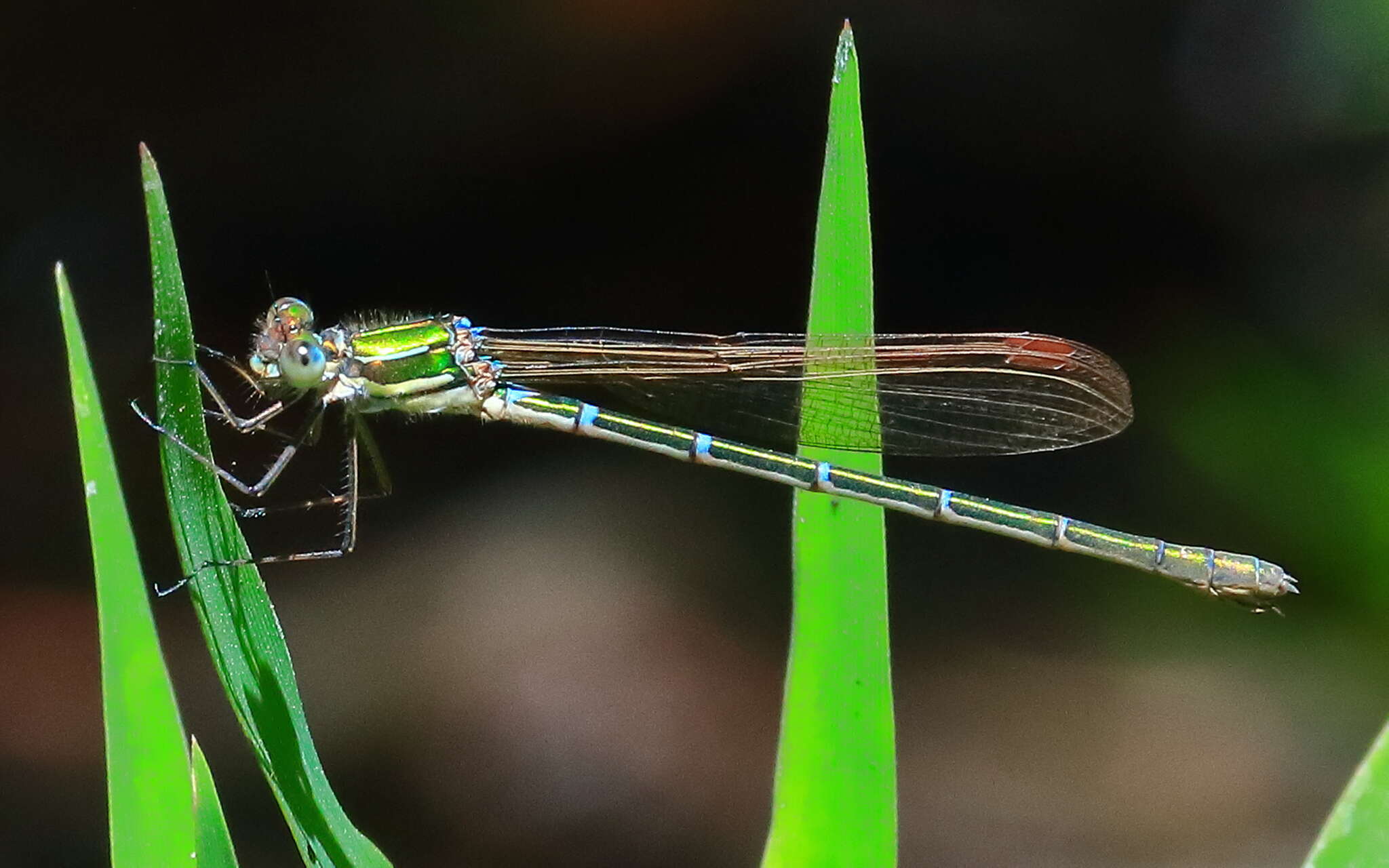 Image of Austrolestes cingulatus (Burmeister 1839)