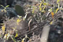 Image de Aimophila Swainson 1837