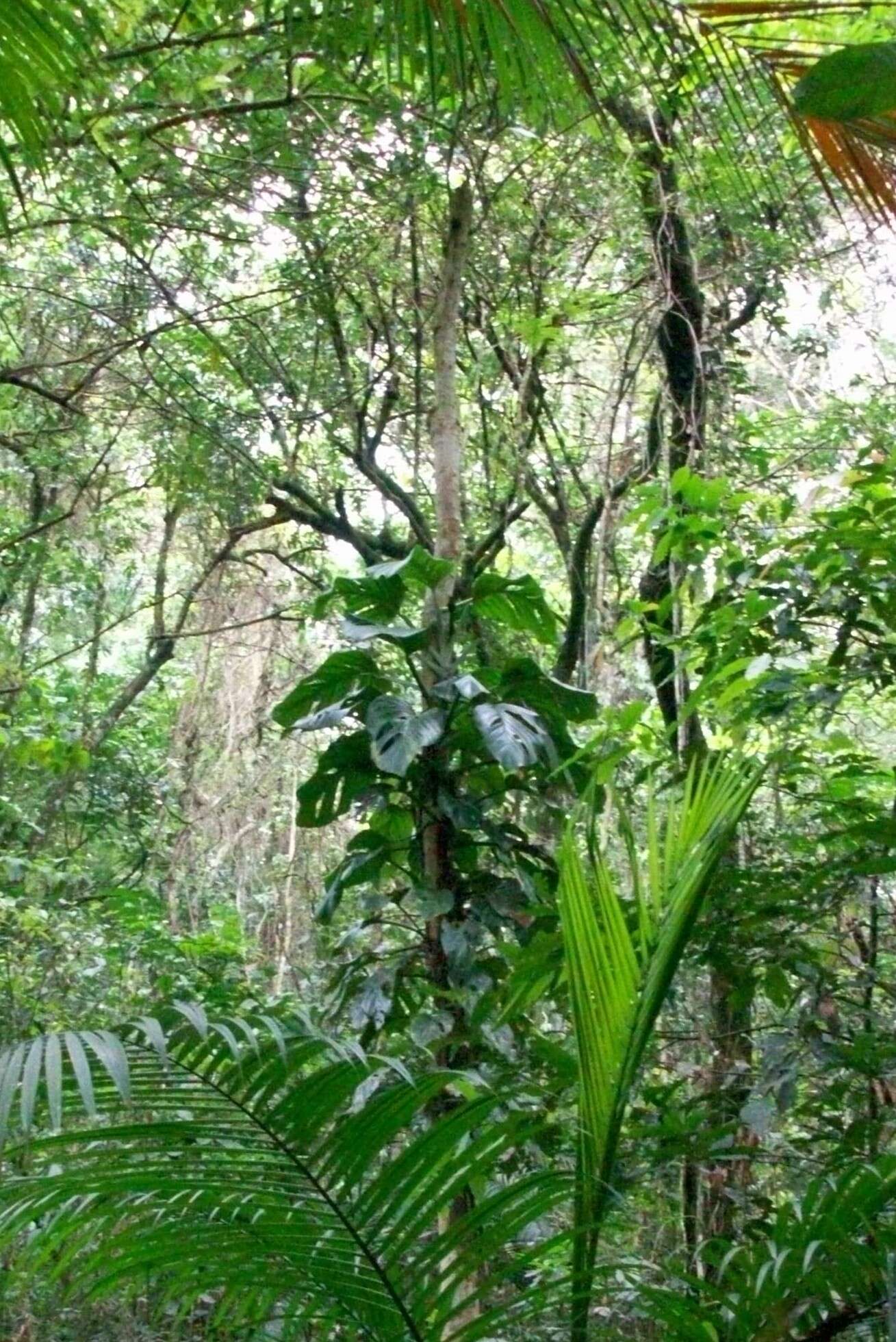 Image of Adanson's monstera