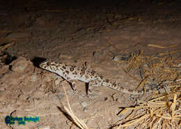 Слика од Tenuidactylus caspius (Eichwald 1831)