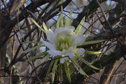 Image of Harrisia adscendens (Gürke) Britton & Rose