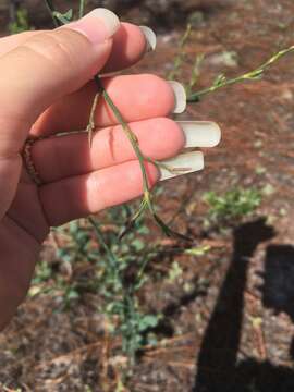 Image of largeleaf jointweed