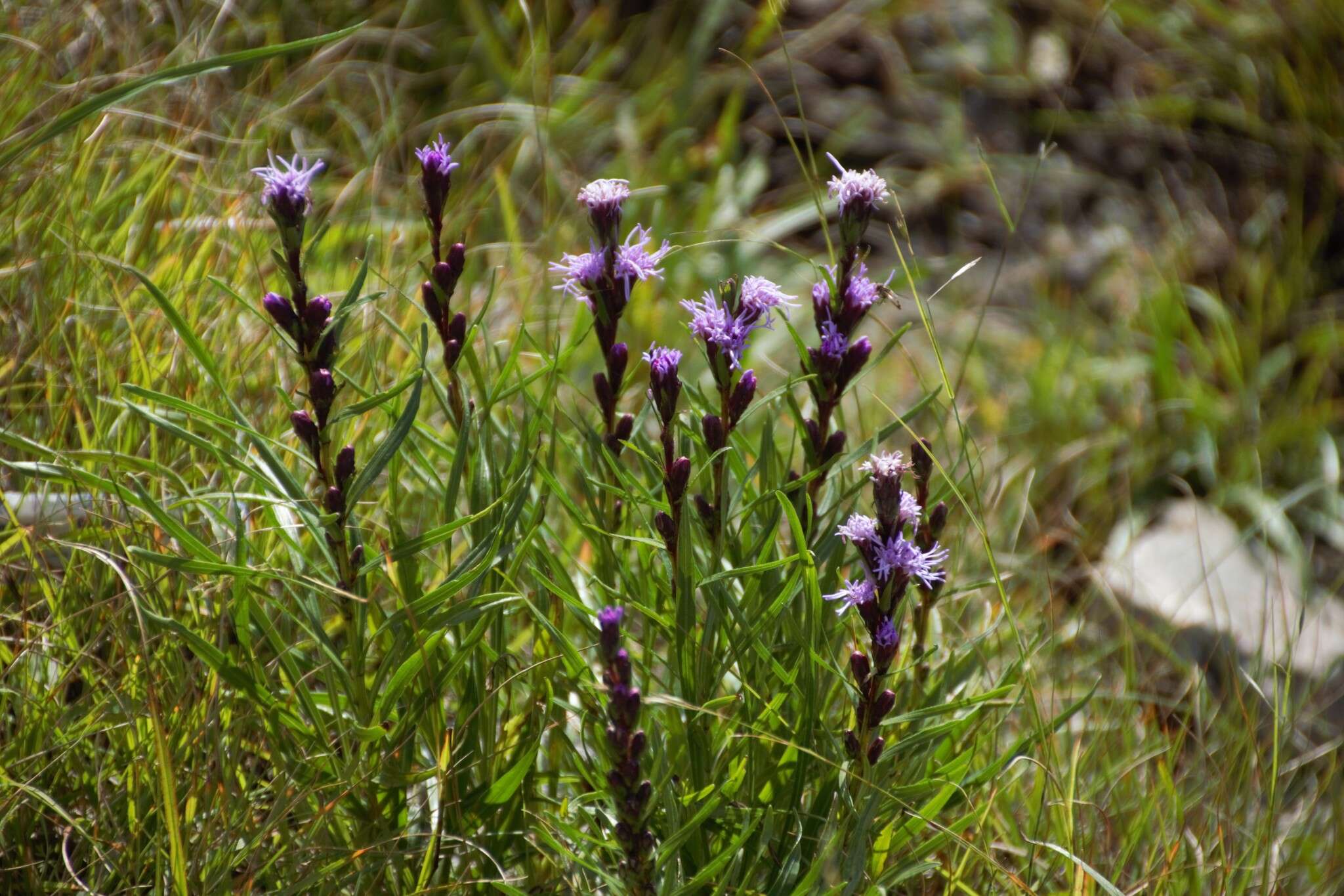 Image of Heller's blazing star