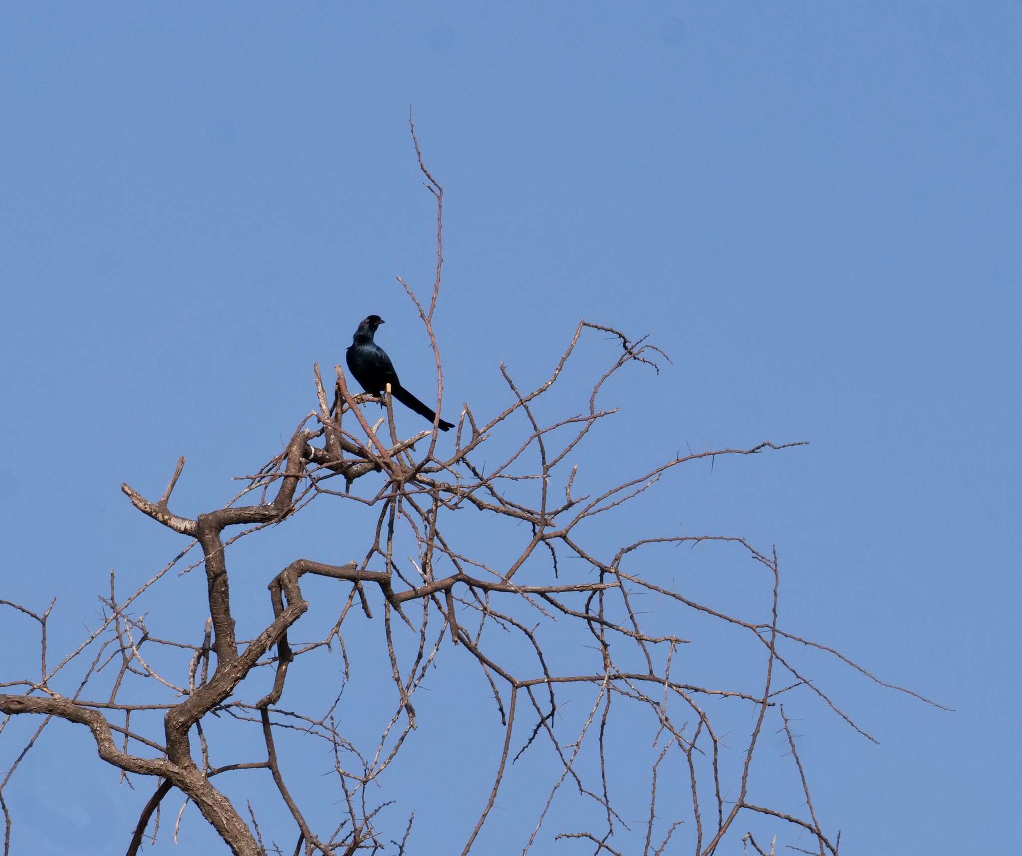 Image of Bristle-crowned Starling