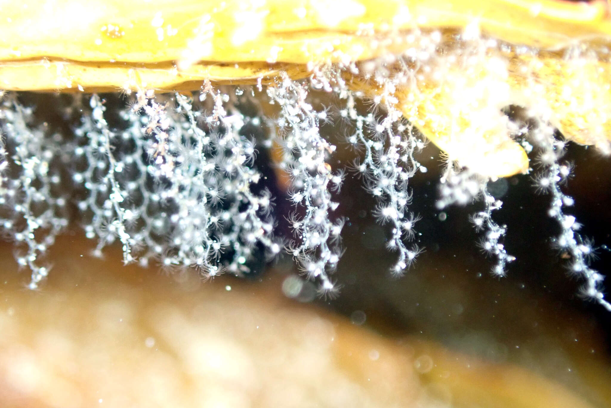 Image of bell hydroid