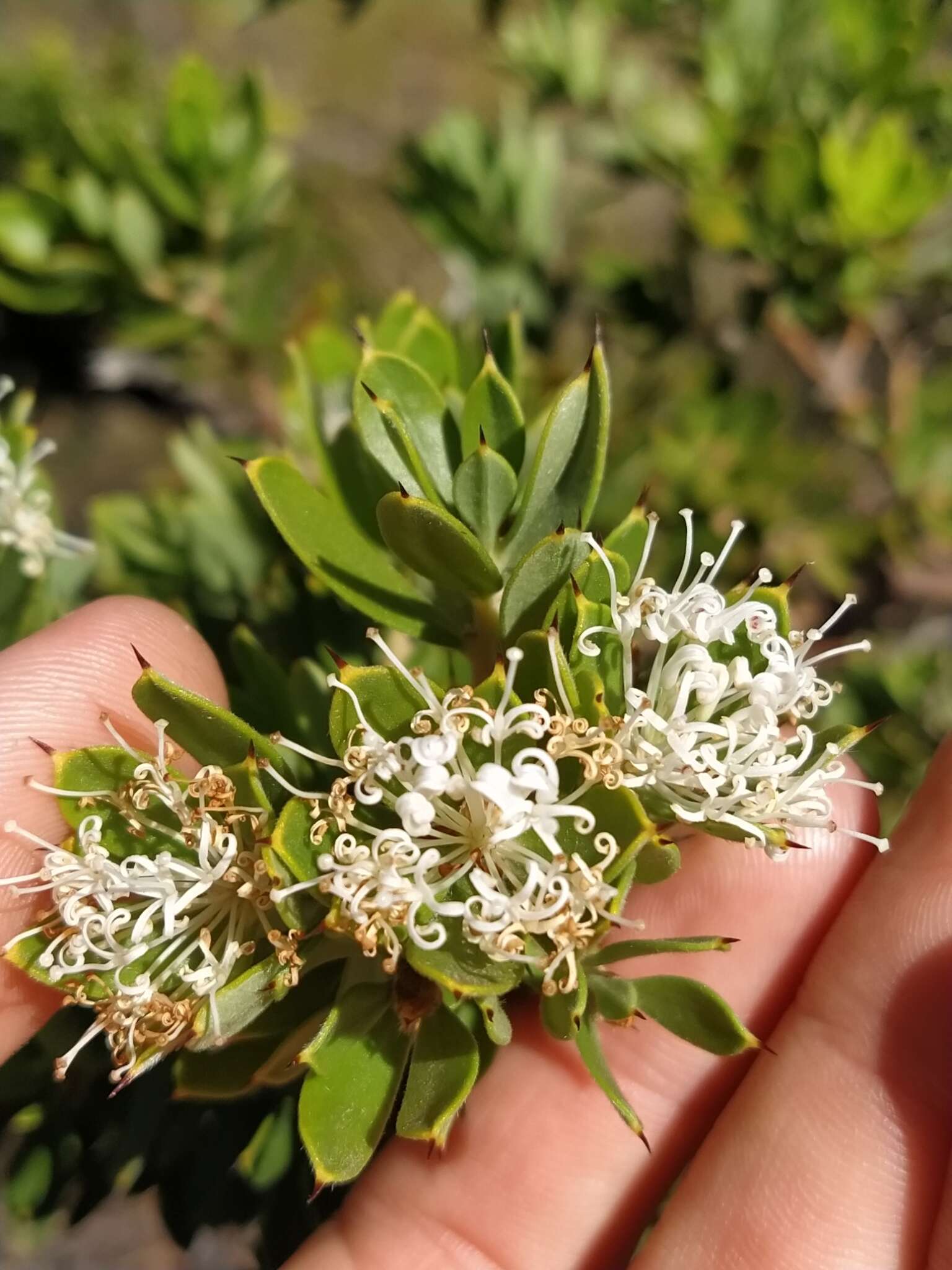 Image of Hakea ruscifolia Labill.