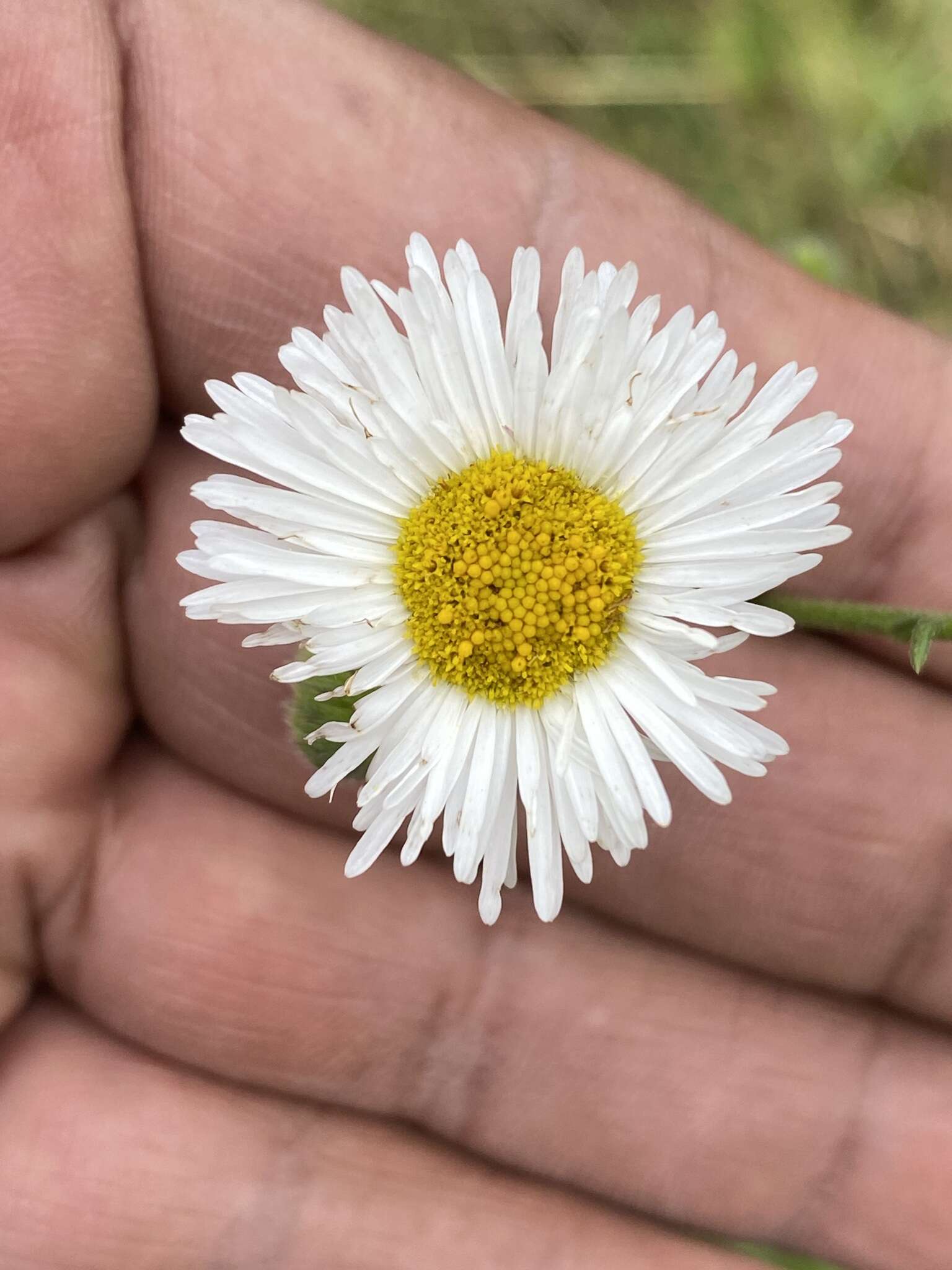 Image of Erigeron delphinifolius Willd.