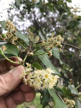 Image of hollyleaf cherry