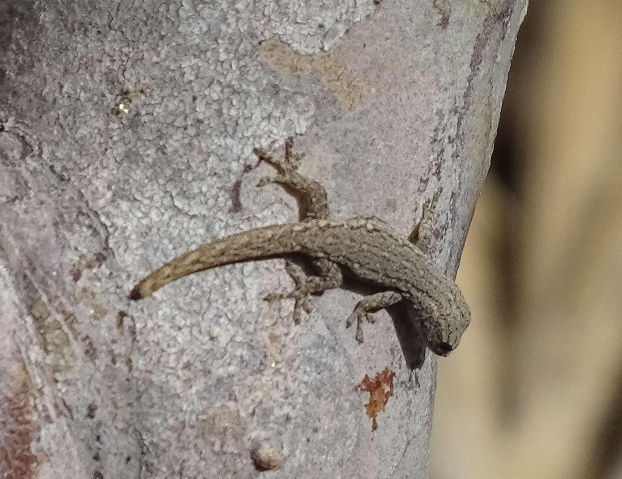 Image of Bradfield's Dwarf Gecko